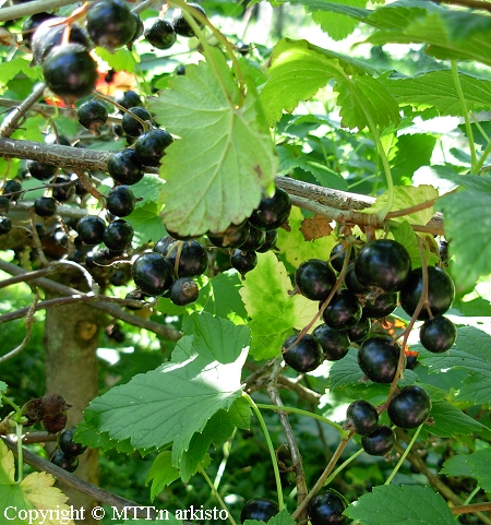 Ribes nigrum  'Hedda'